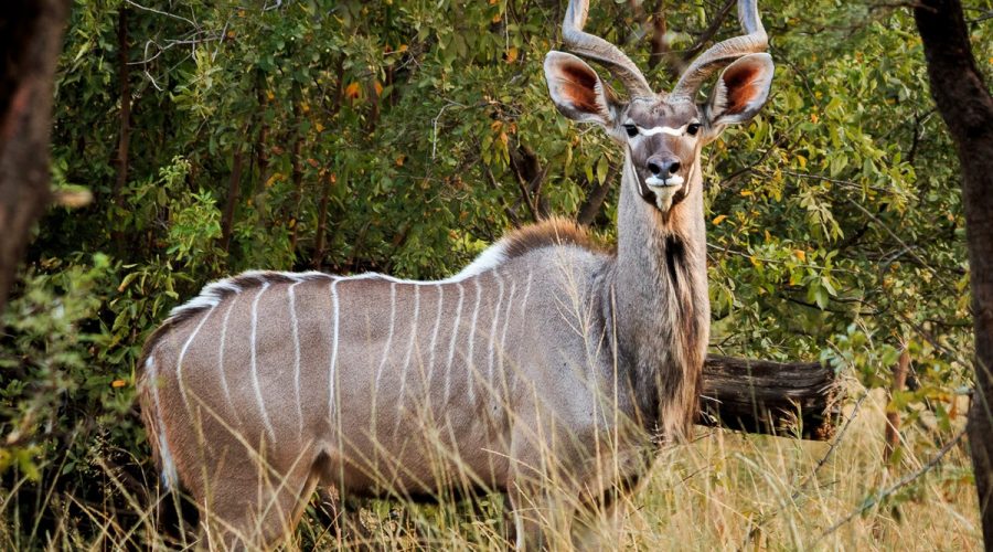 Biltong Hunting South Africa: The Kudu