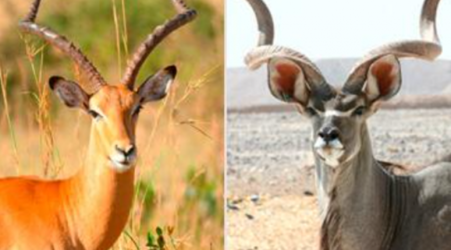 Exploring the Rich Diversity of Game Species on Western Cape Province’s Game Farms.